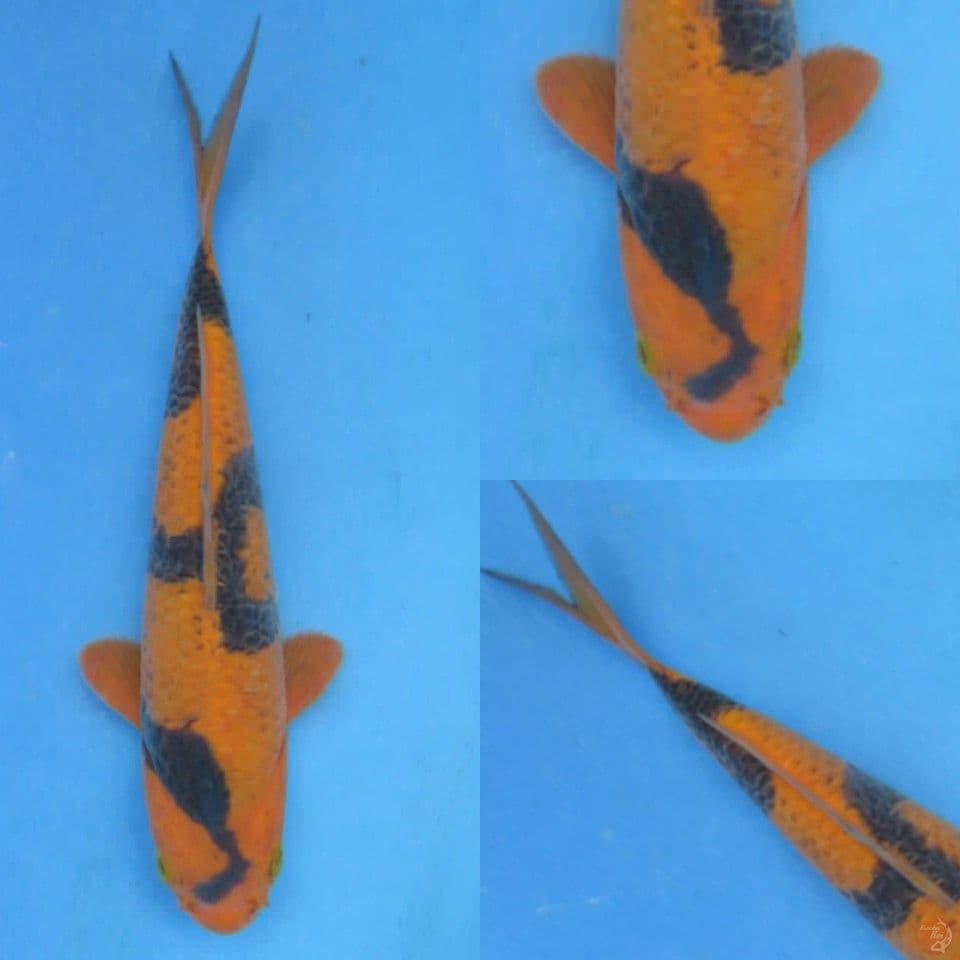 17cm, Kawarimono