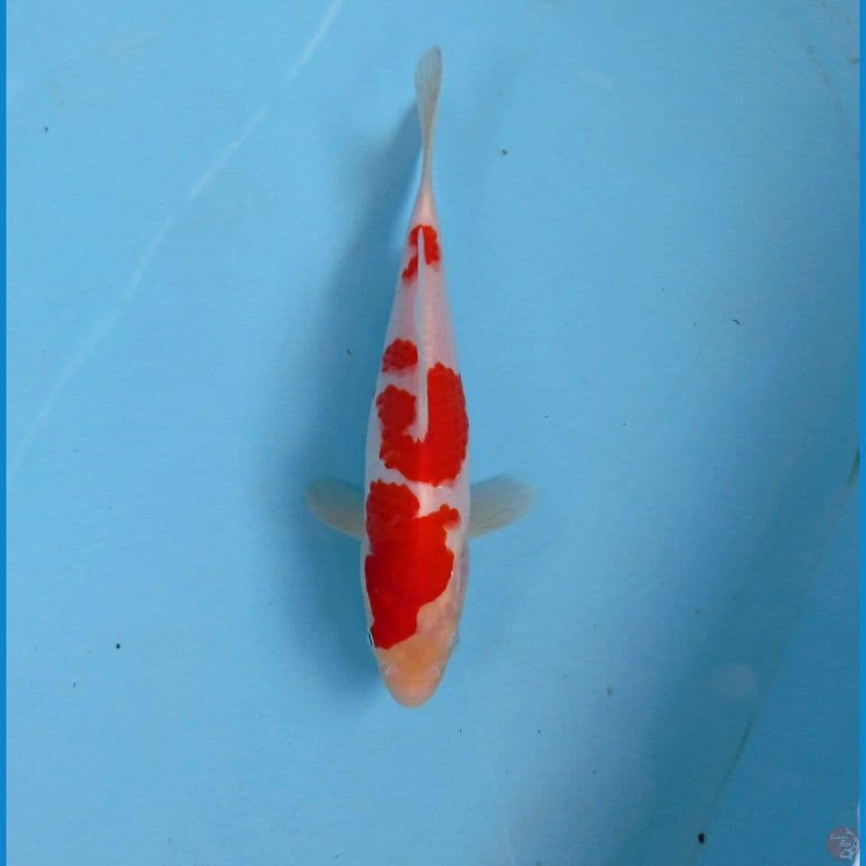 kohaku, 20 cm