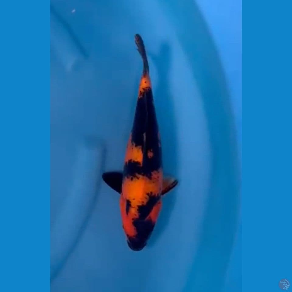 Hi Utsuri