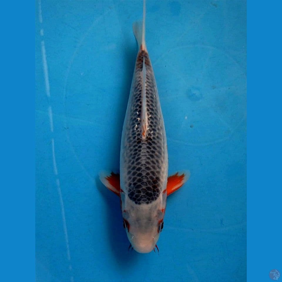 asagi, 24 cm