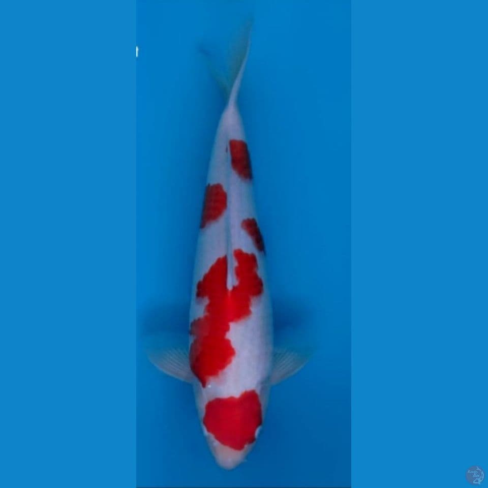 kohaku import 42 cm male (mulut sedikt cacat)