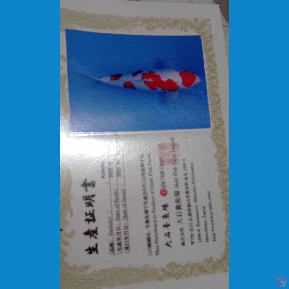 kohaku import 42 cm male (mulut sedikt cacat)