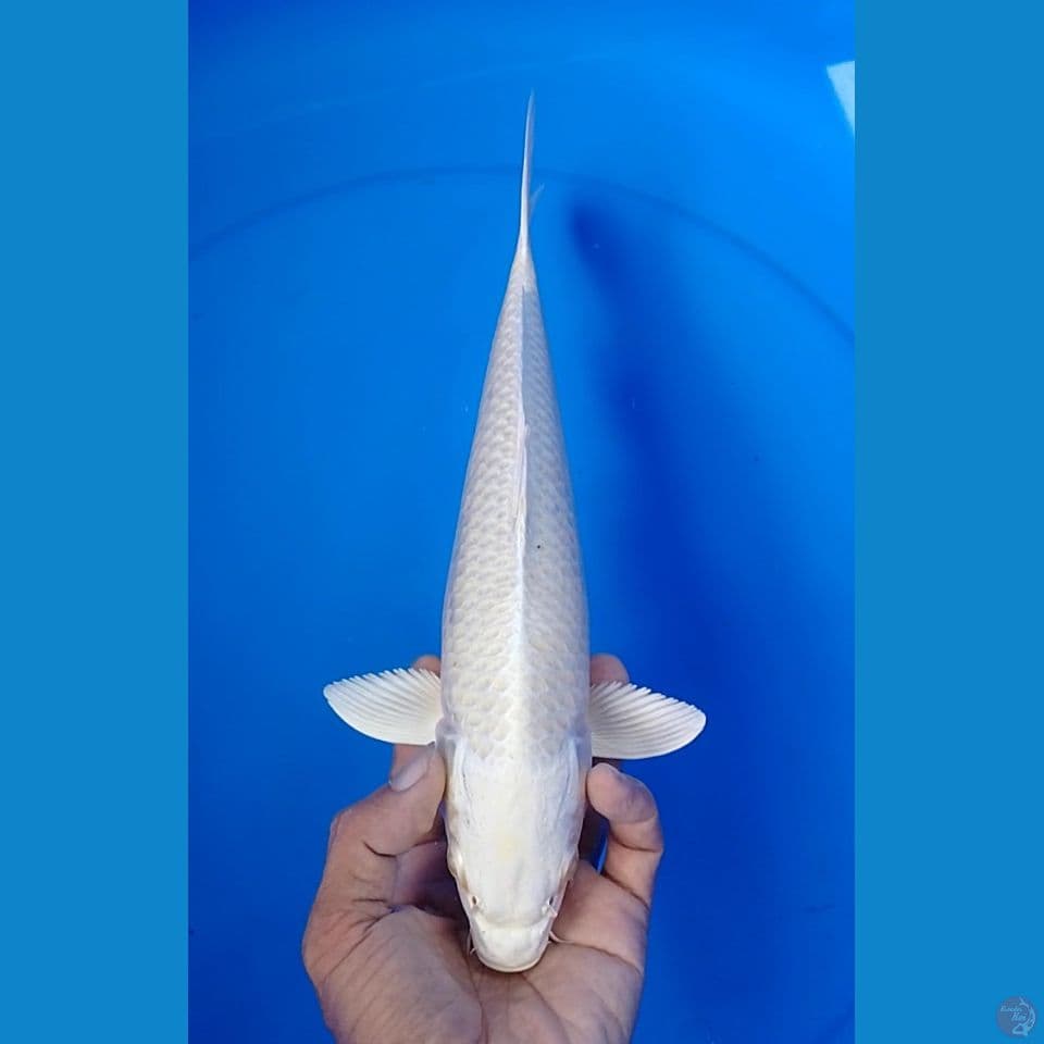 platinum size 29cm.m