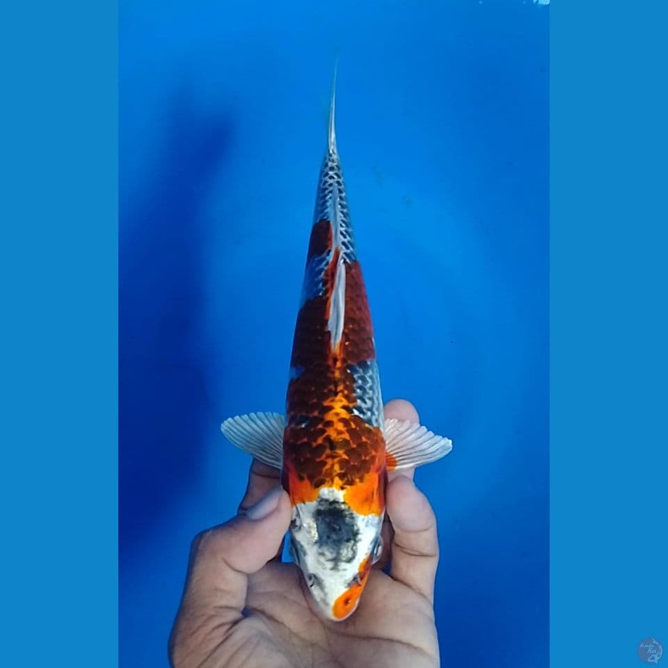 beni gingga 23cm.m