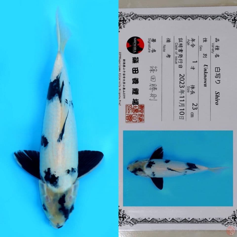SHINODA SHIRO UTSURI HQ 33CM