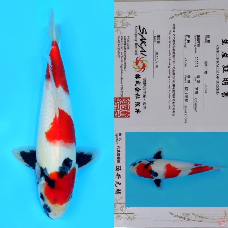 SAKAI SHOWA SANSHOKU (tategoi) HQ 34CM