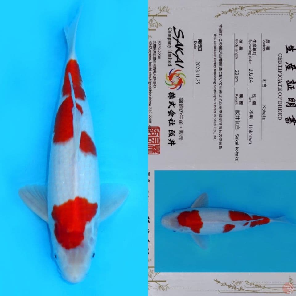 SAKAI SANDAN KOHAKU HQ 35CM