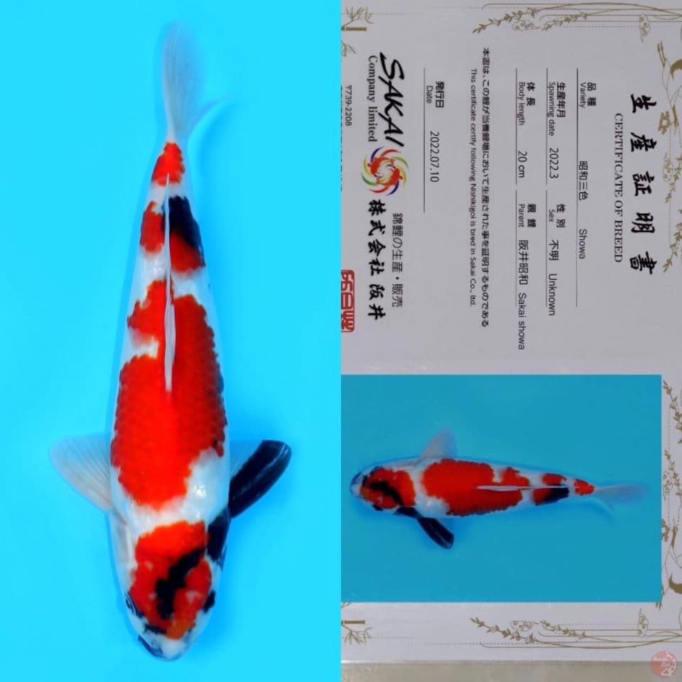 SAKAI SHOWA SANSHOKU (tategoi) HQ 33CM