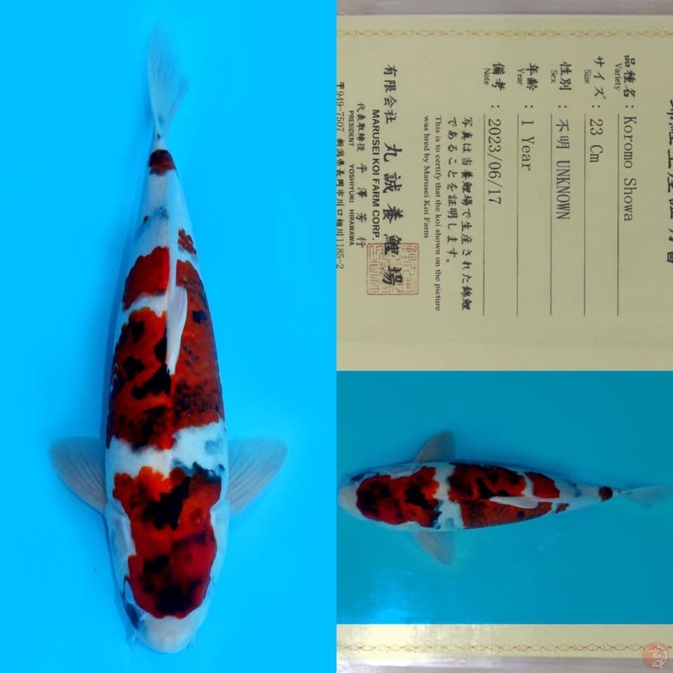 MARUSEI KOROMO SHOWA (tategoi) HQ 35CM (rare/langka)