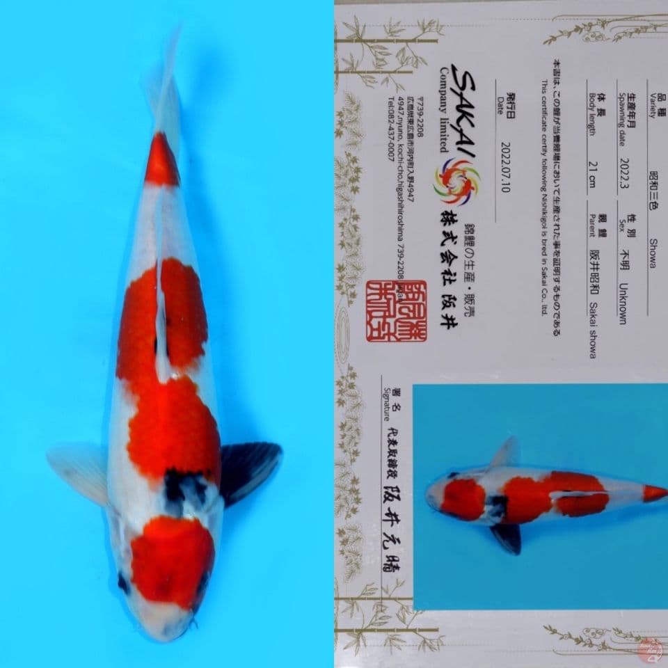 SAKAI SHOWA SANSHOKU (tategoi) HQ 31CM