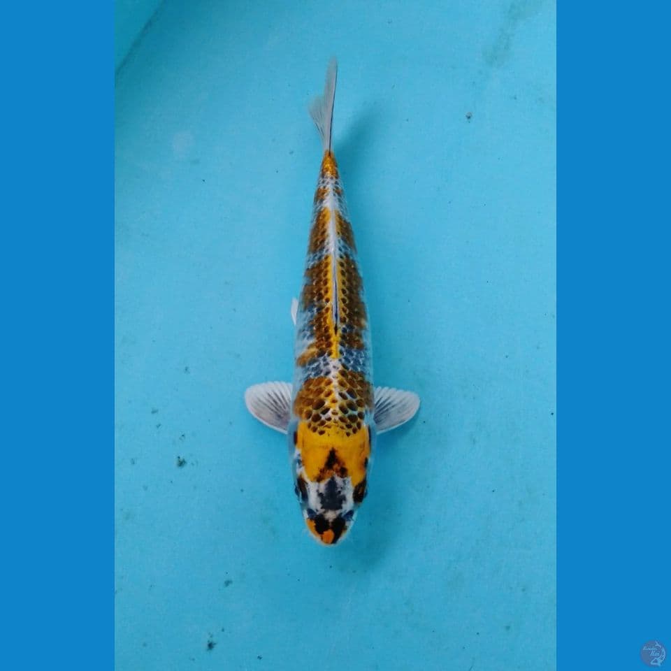 gingga 21cm