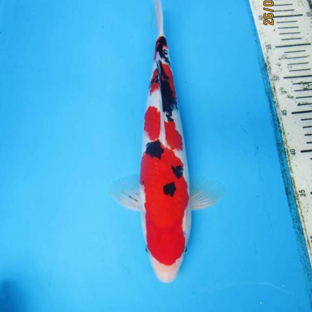 READY SHOW ~ SANKE MALE 34 CM