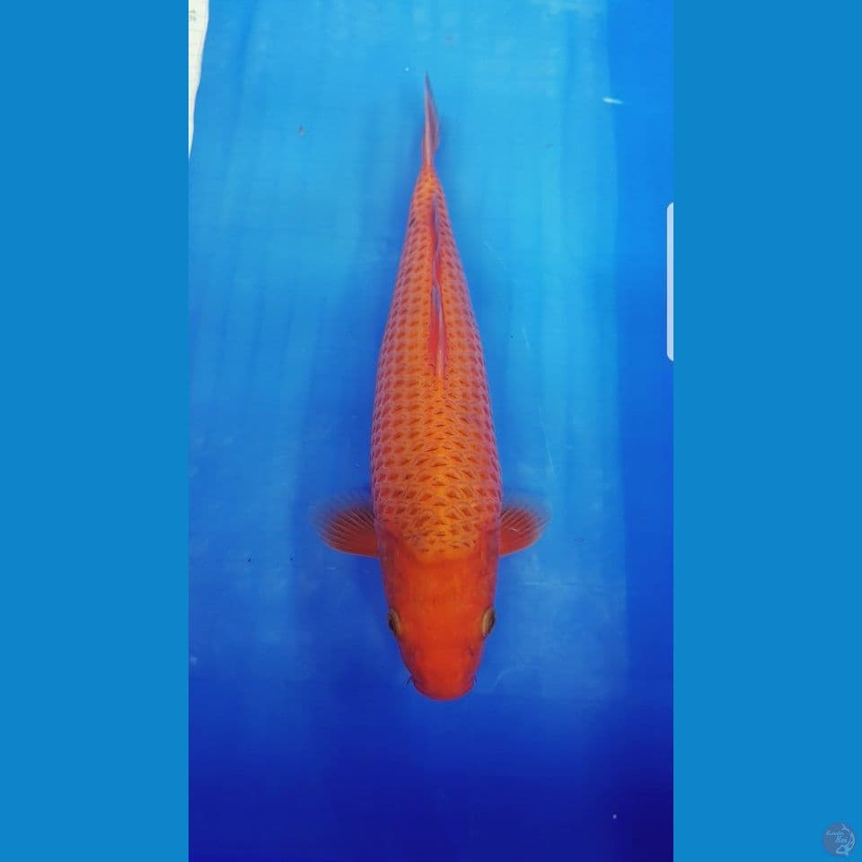 KARAMEL 30 CM HQ