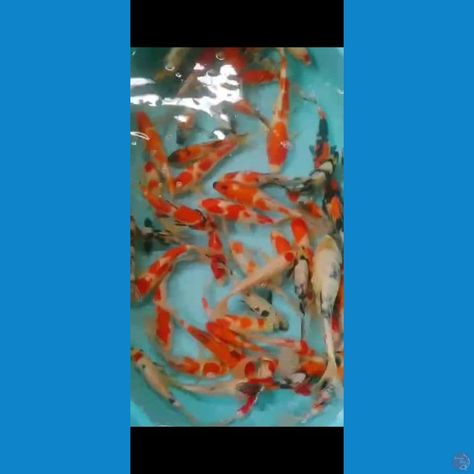 Showa Kohaku mix 20-25cm 50ekor