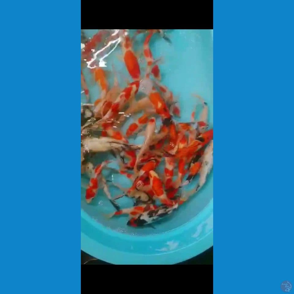 Showa Kohaku mix 20-25cm 50ekor