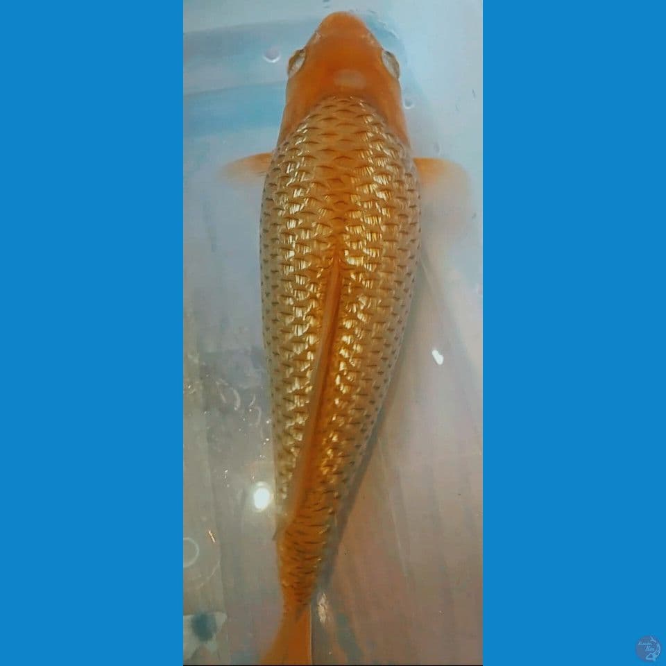 karamel ginrin punuk bulky