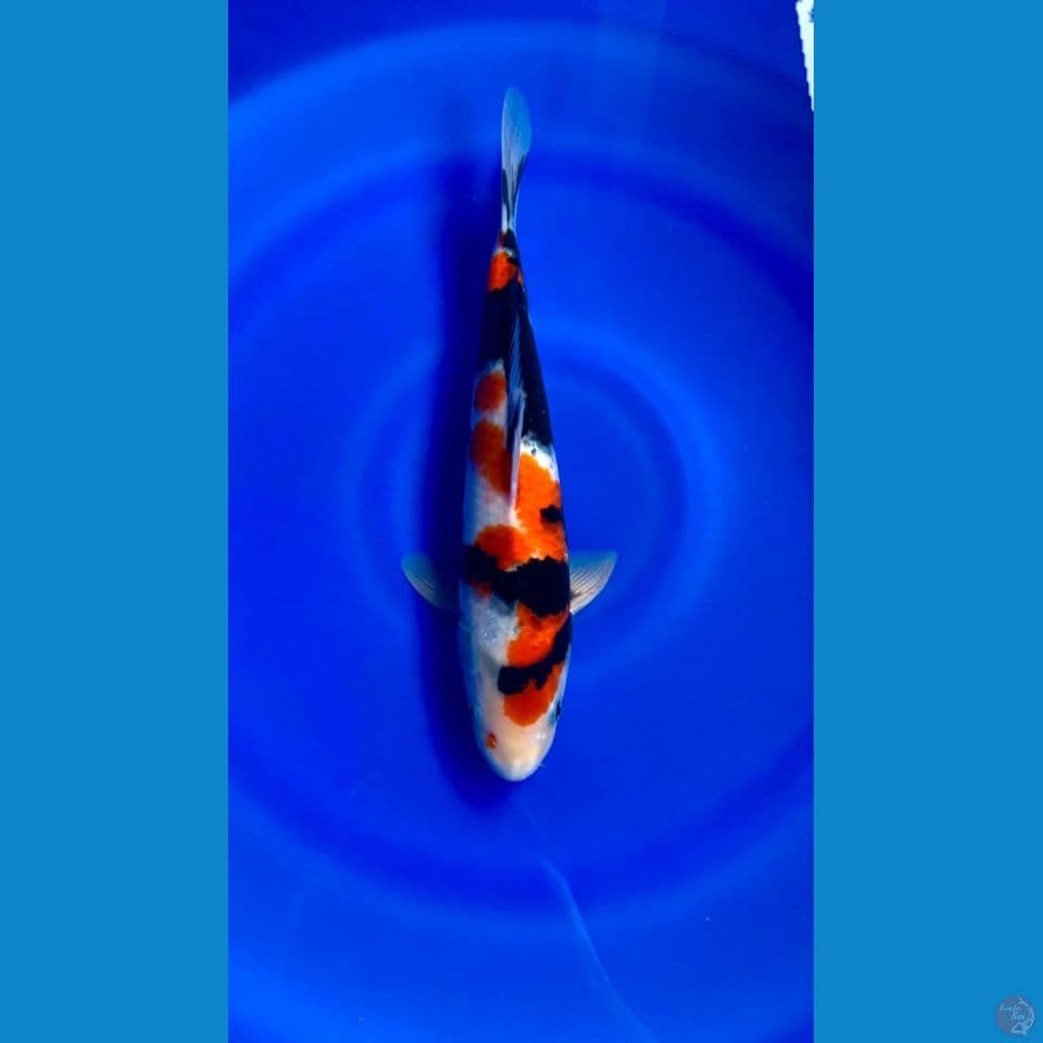 SHOWA SHANSOKU SQ LOKAL RASA IMPORT ORIGINAL JANTAN