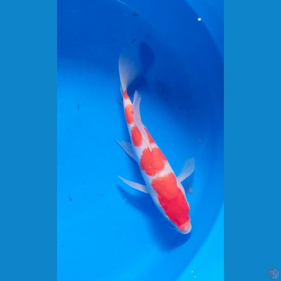 slayer kohaku 27cm