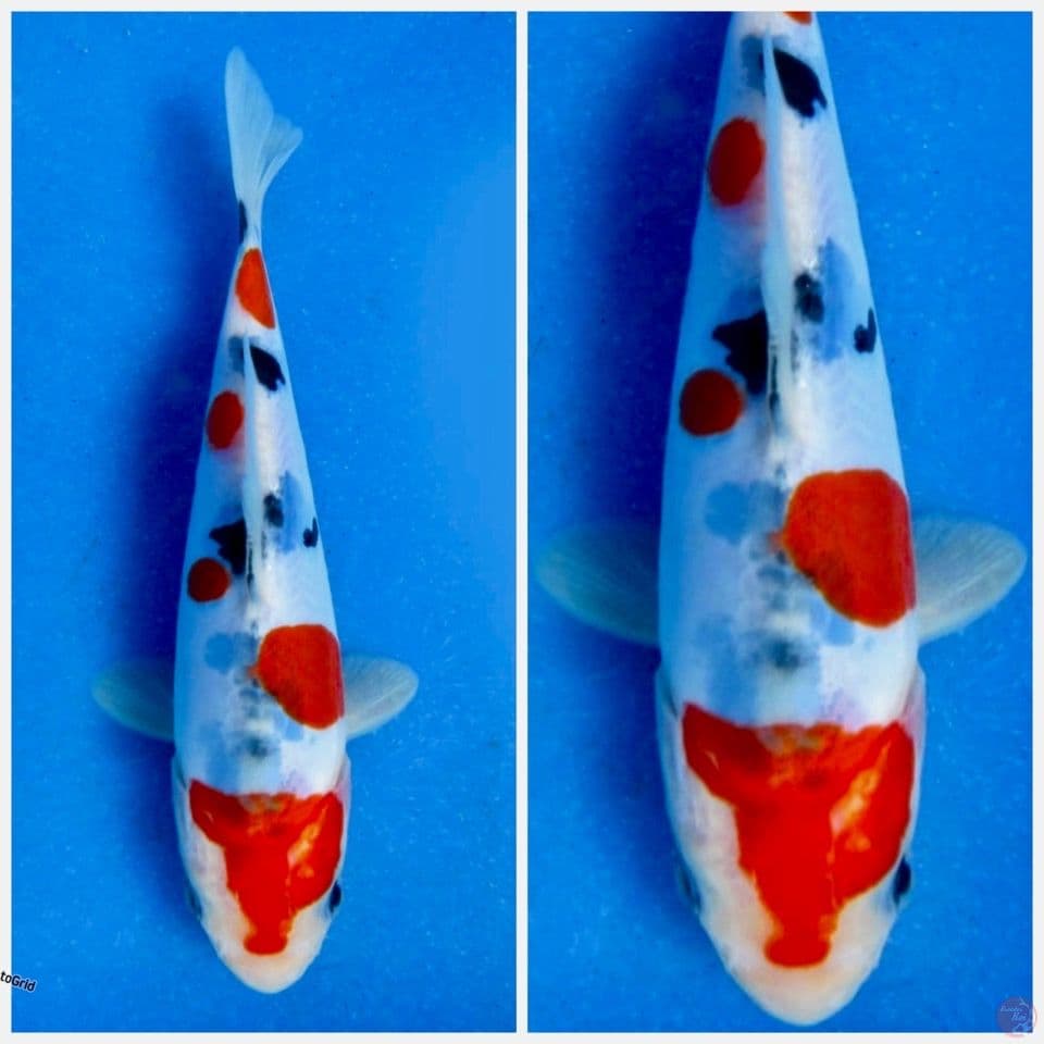 Kindai showa Doitsu murni F1 15cm