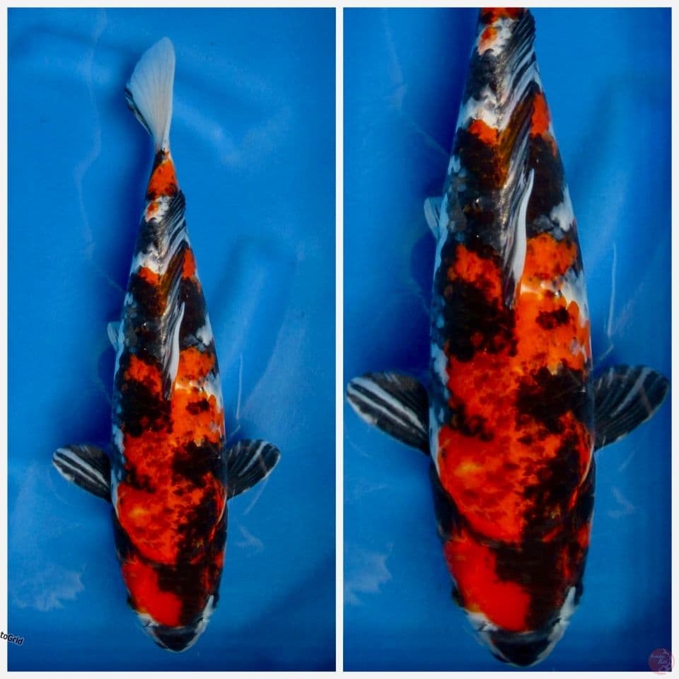 Kg showa F1 marusai 35cm