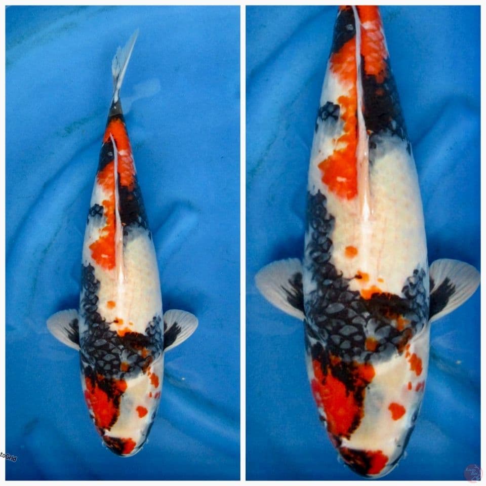 Kindai Showa F1 Sakai jumbo 50cm