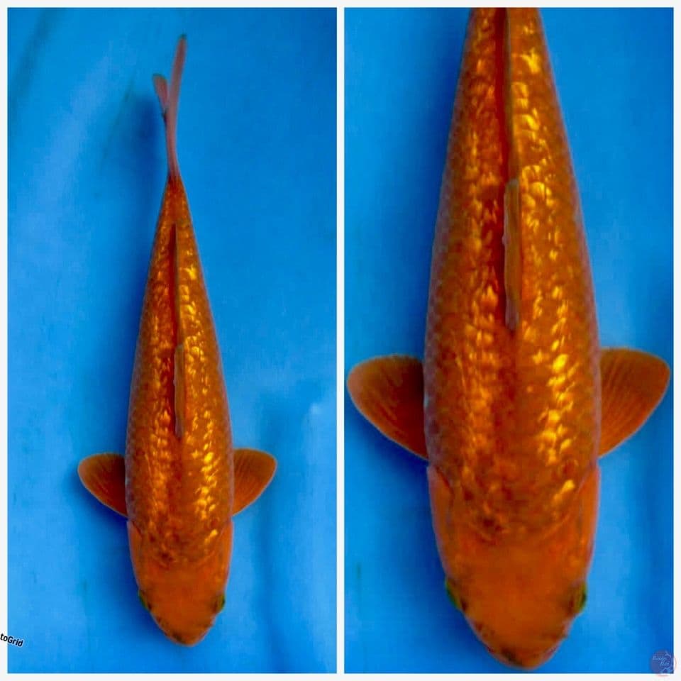 Caramel F1 full gingrin 25cm