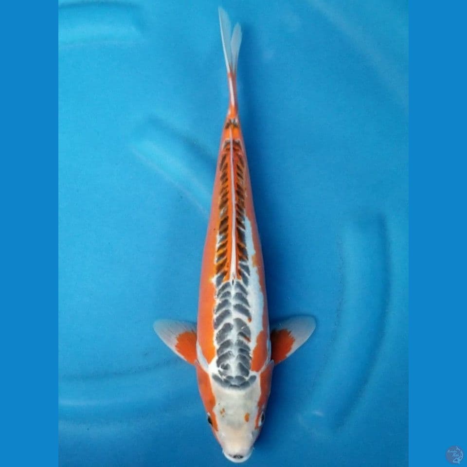 HANA SHUSUI 39 CM MALE