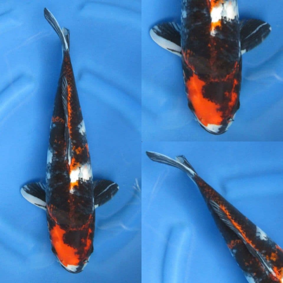 43cm, Jumbo kawarimono