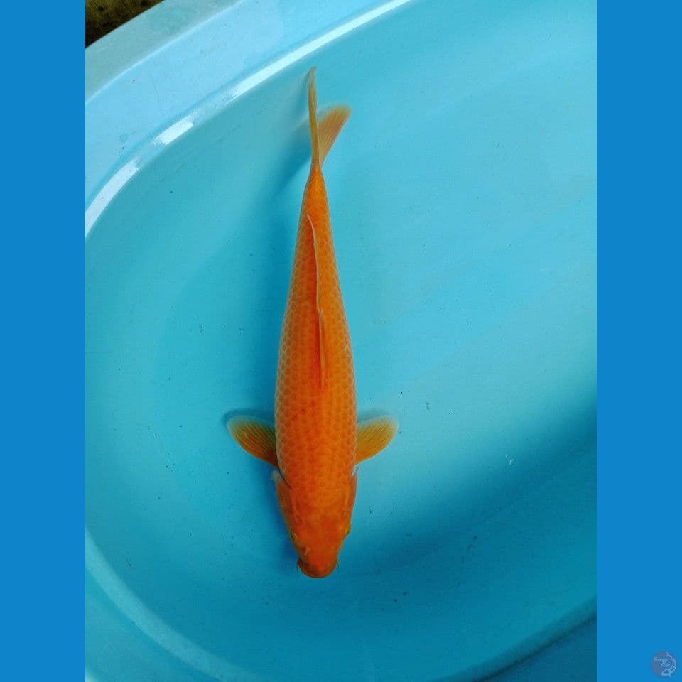 Red karasi jumbo 49 cm