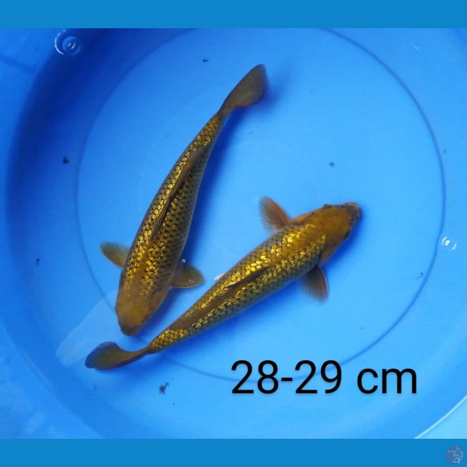 chagoi ginrin 28-29 cm