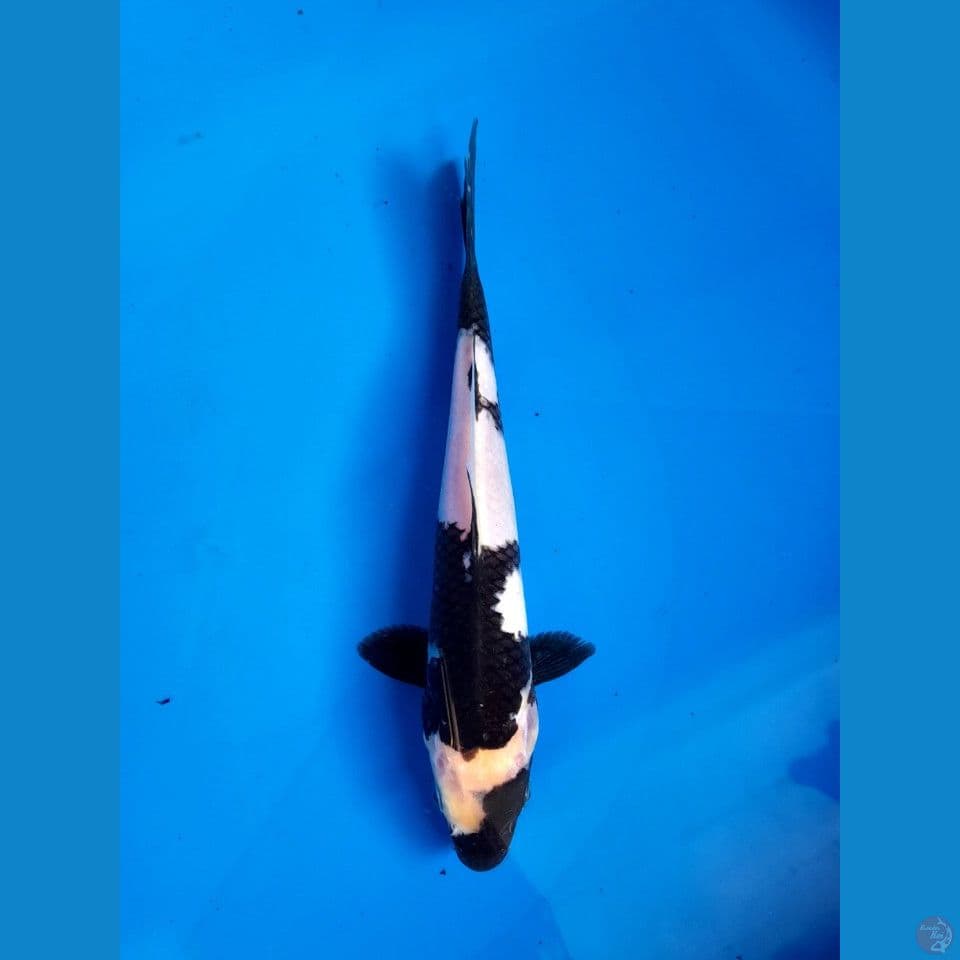 Shiro 22cm