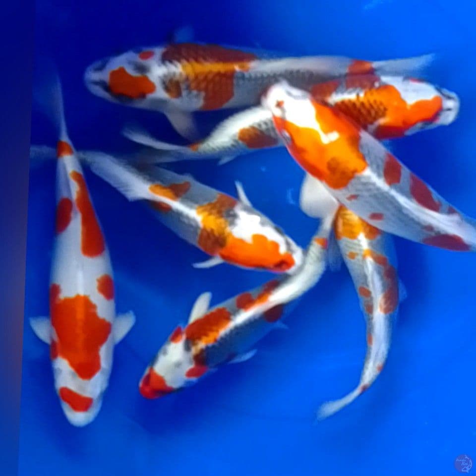 KOJAKUHIKARY 28-33CM 7EKOR