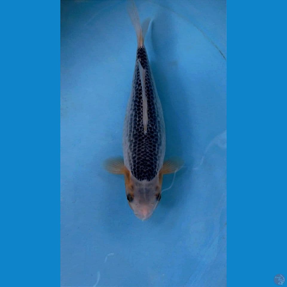asagi short body, 23 cm