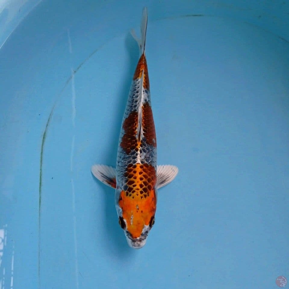beni ginga, 25 cm