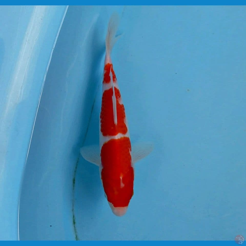 kohaku, 21 cm