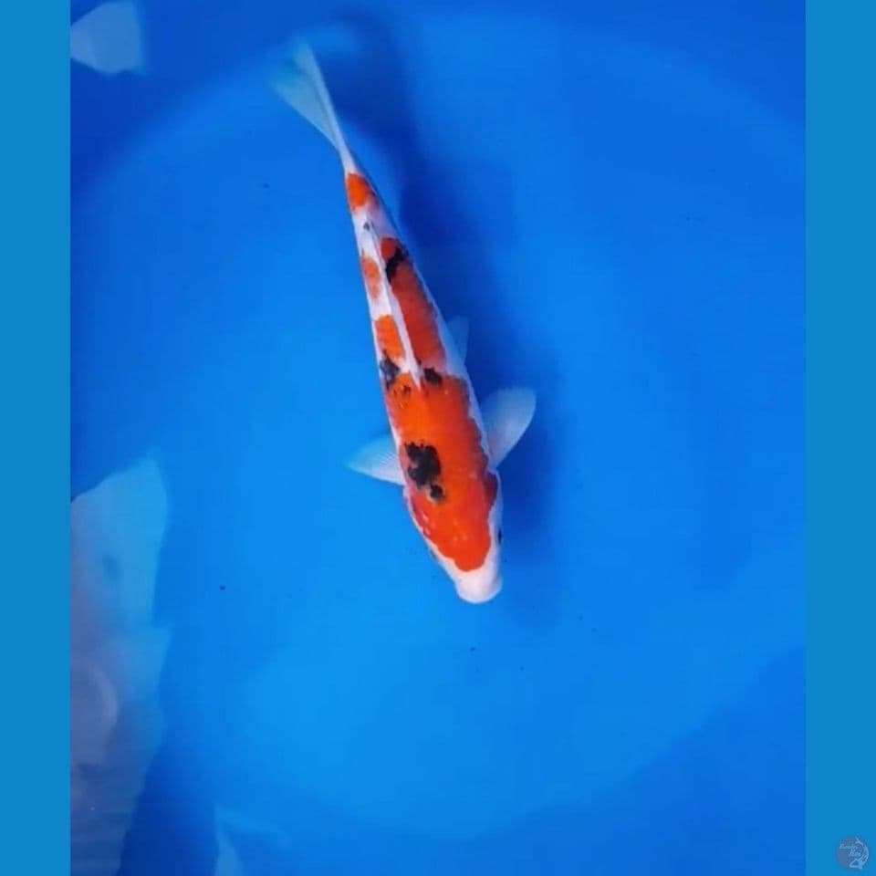 Sanke 28cm