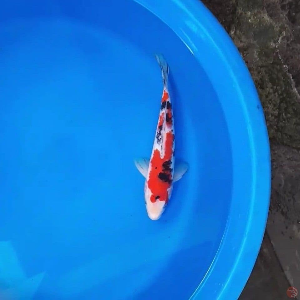 sanke 29cm