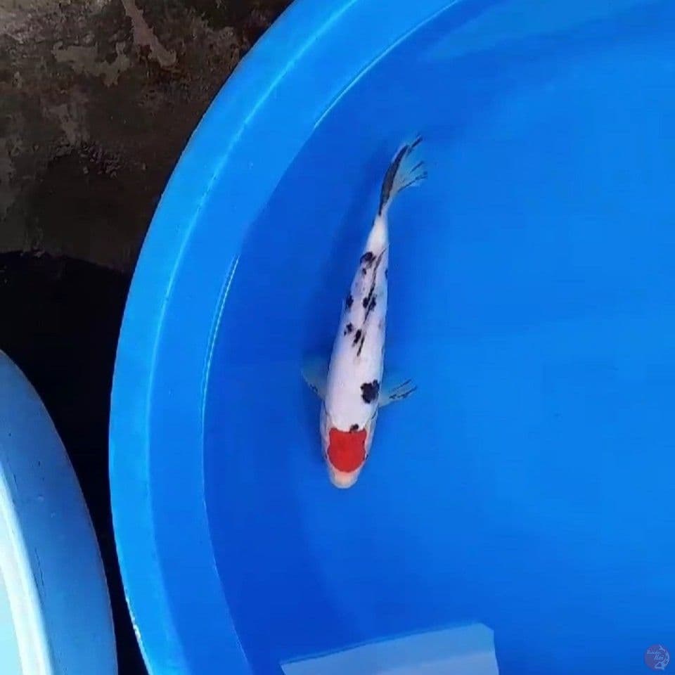 tanco sanke 25cm