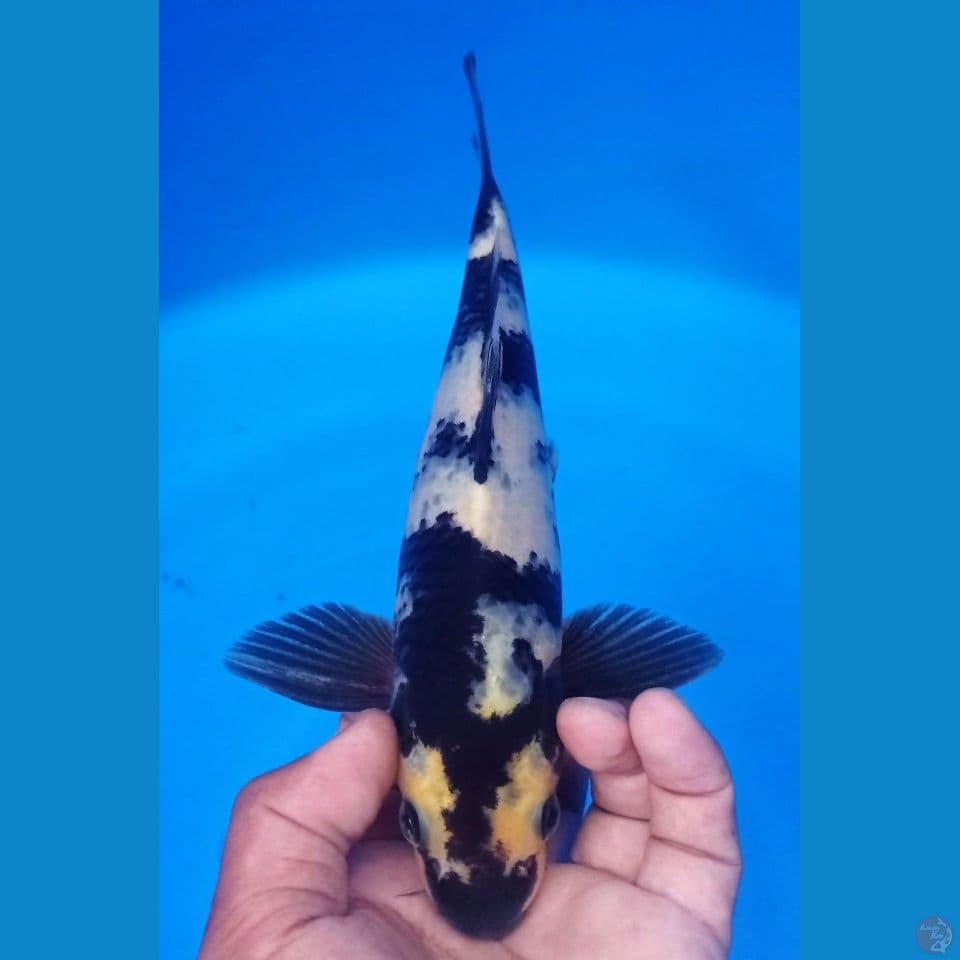 SIRO 30