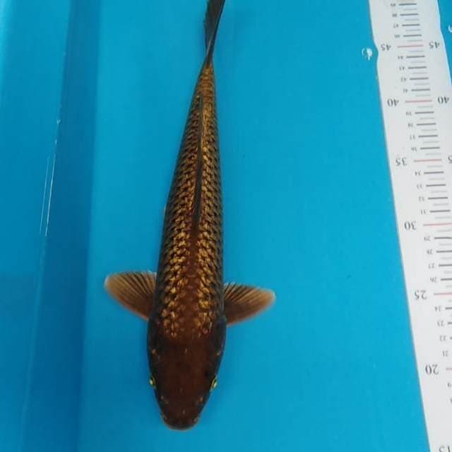 Penjinak kolam ginrin
