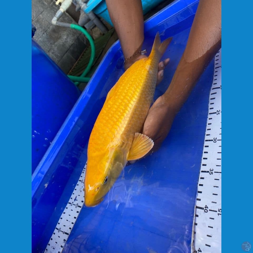 jantan 43 punuk karashi