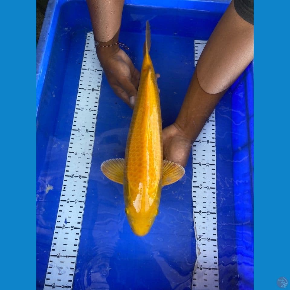 jantan 43 punuk karashi