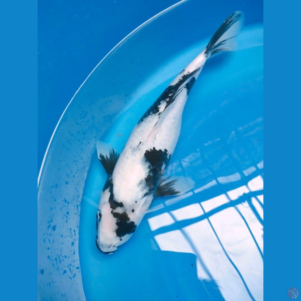 shiro 35cm