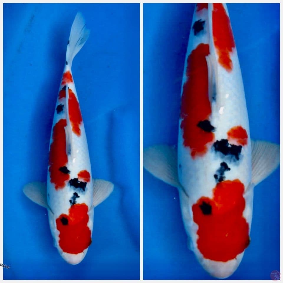 Sanke F1 sakai 31cm ori
