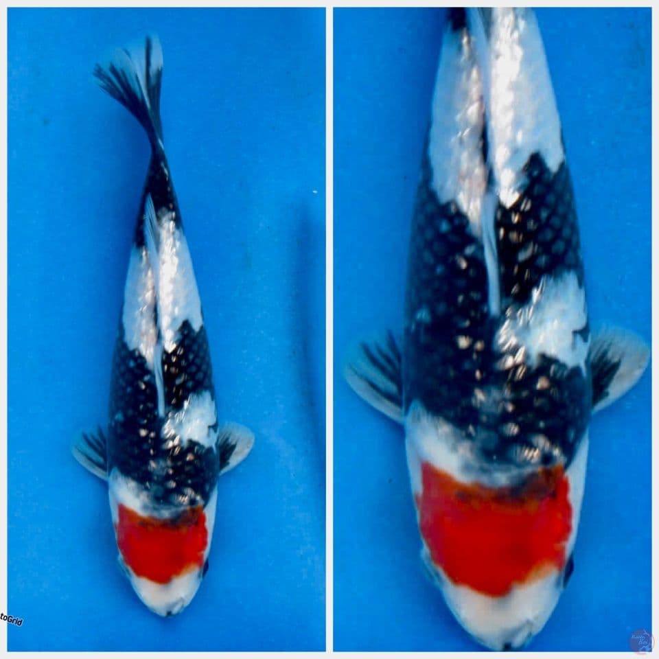Tancho showa gingrin Ori F1 29cm