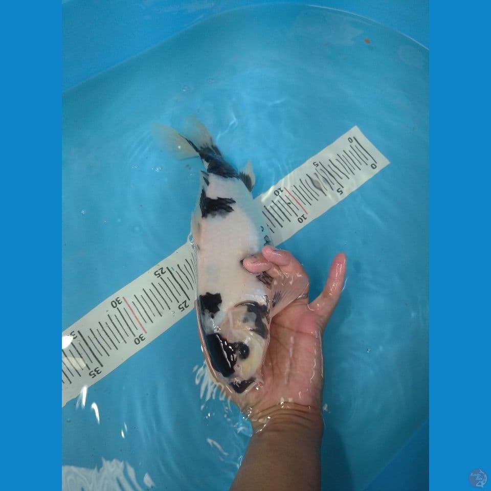 TANCHO SHOWA 31CM PUTIH BERSIH