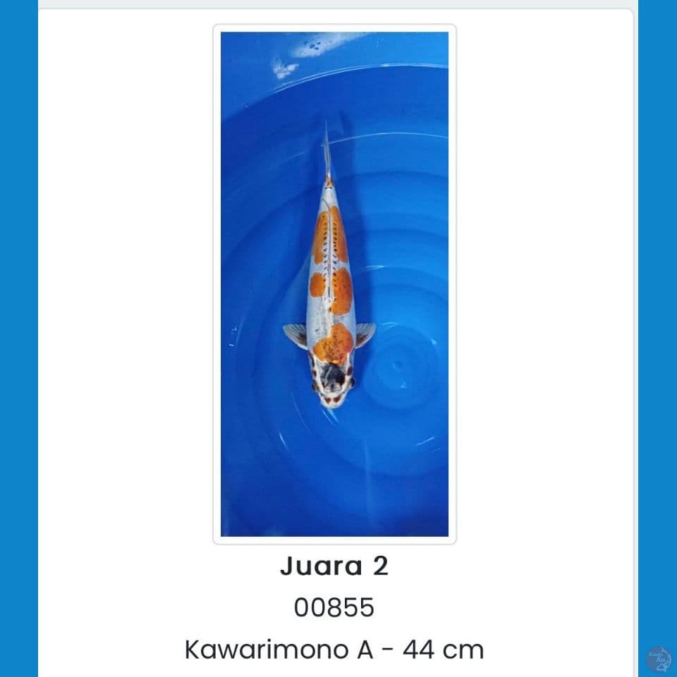 Kiko