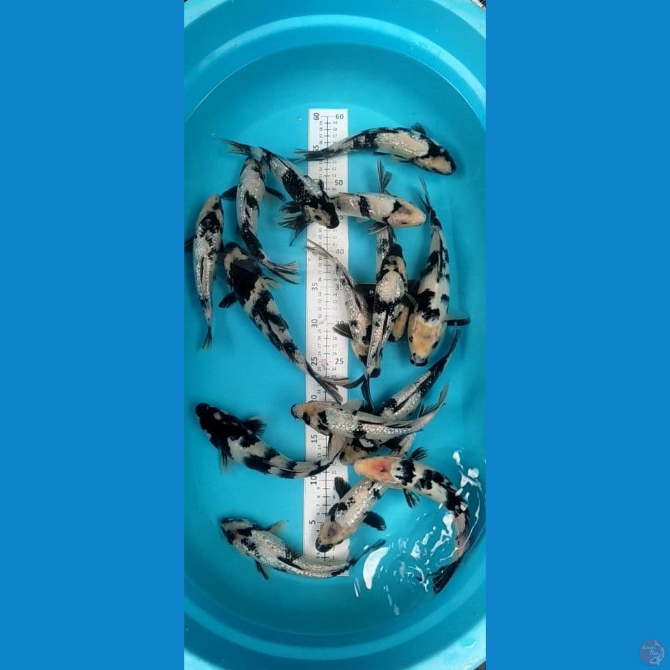 Hitam putih Ginrin mic sisik 21-26cm 15ekor