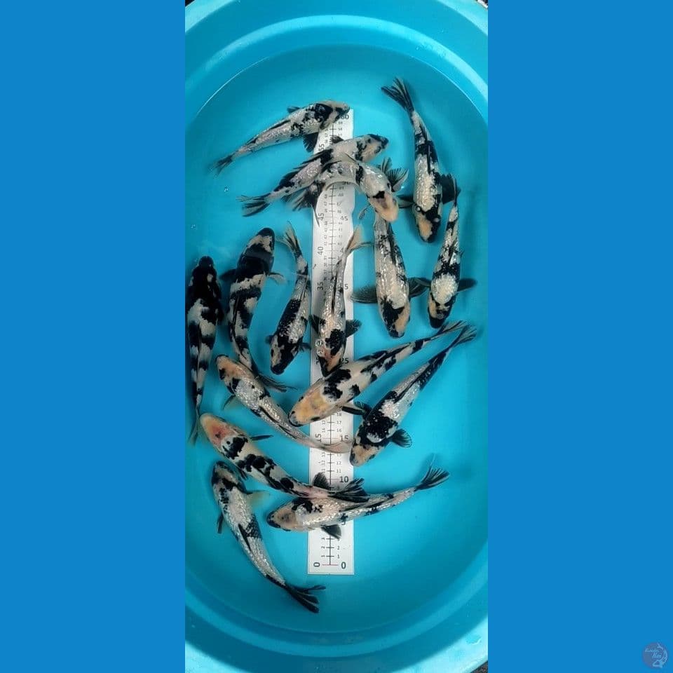 Hitam putih Ginrin mic sisik 21-26cm 15ekor