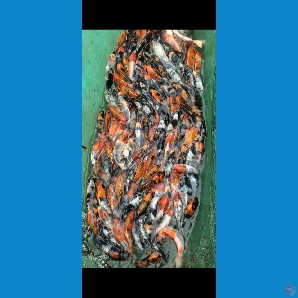 Showa Ginrin mix sisik 10-15cm 320ekor